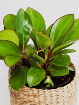 Peperomia clusiifolia 'Red Edge' - Red Edge Radiator Plant plant in a decorative pot basket with thick green leaves and red edges