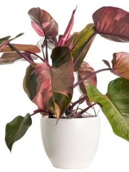 philodendron pink princess planted in a white pot with green and pink shaded leaves, indoor plant