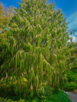 A large green tree in a garden. Pinus patula Mexican Weeping Pine tree evergreen lush green tree