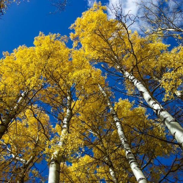 Golden leaves of Populus 'Golden' Poplar 13" Pot trees against a blue sky.