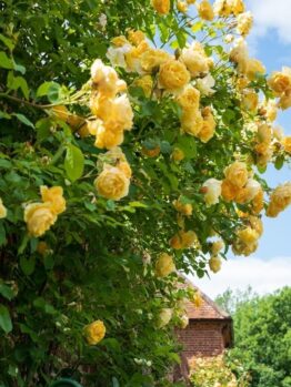A yellow rose bush in front of a brick house. golden gate bright yellow blooms climbing ros