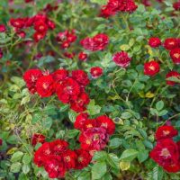 Rosa Summer's evening Groundcover rose bright red open blooms with yellow stamens in centres