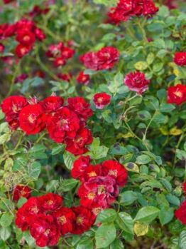 Rosa Summer's evening Groundcover rose bright red open blooms with yellow stamens in centres