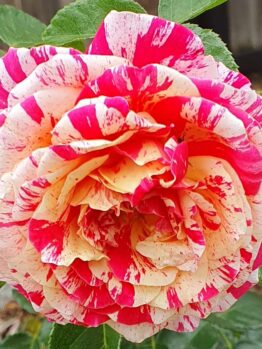 rosa floribunda it's magic! multicoloured blooms of red, hot pink and white with yellow centres