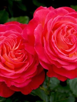 Rosa hybrid tea Volcano Roses two growing in a garden cherry red changing to deep pink