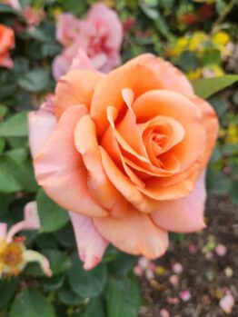 rosa hybrid tea Warm Wishes rose soft orange-apricot-pale pink coloured blooms