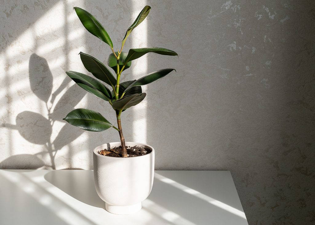 A plant in a white pot on a white table, perfect for adding summer color to your garden.