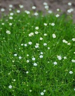 Small white flowers of Sagina green Irish Moss' growing in a field.
