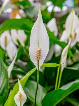Spathiphyllum 'Sweet Pablo' white flowers