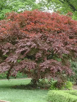 A Acer 'Trompenburg' Japanese Maple 16" Pot tree in a park.