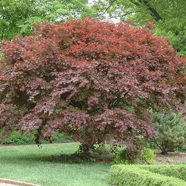 A Acer 'Trompenburg' Japanese Maple 16" Pot tree in a park.