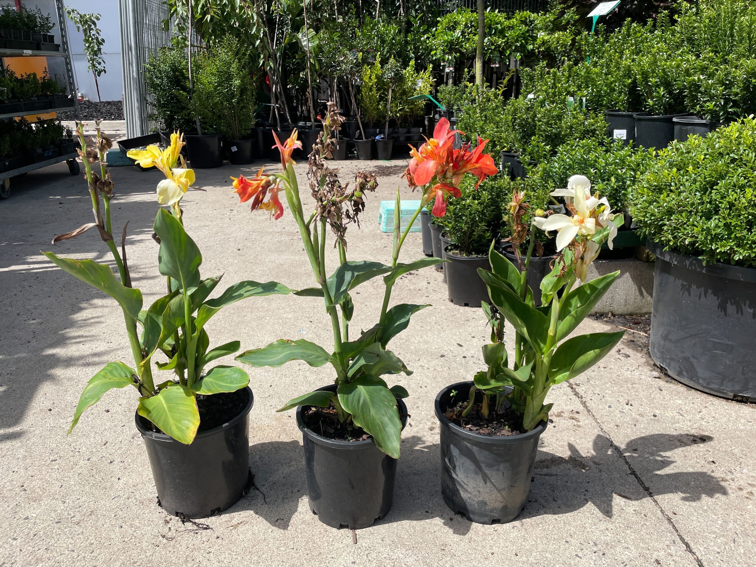 Canna Lily 'Dwarf Assorted Colours' 8" Pot - Image 2