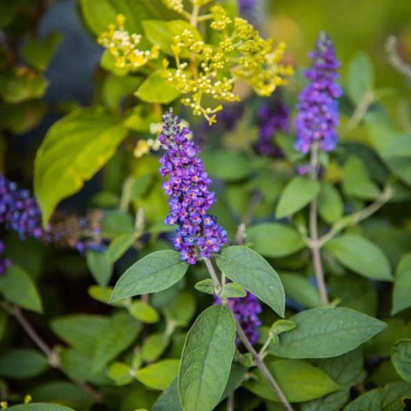Buddleja 'Leah® Blue' butterfly bush
