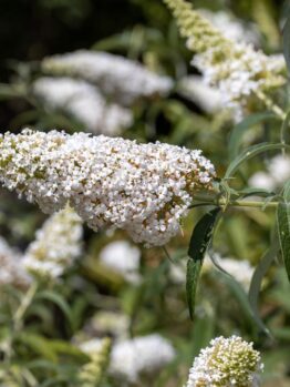 A close-up of Buddleja 'Leah® Winter' flower clusters and green leaves, with more clusters blurred in the background, ideal for growing in a 6" pot.