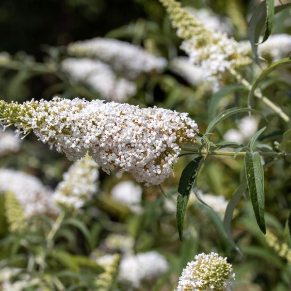 A close-up of Buddleja 'Leah® Winter' flower clusters and green leaves, with more clusters blurred in the background, ideal for growing in a 6" pot.