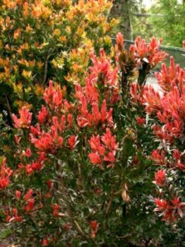 A bush with red and orange flowers in a garden.