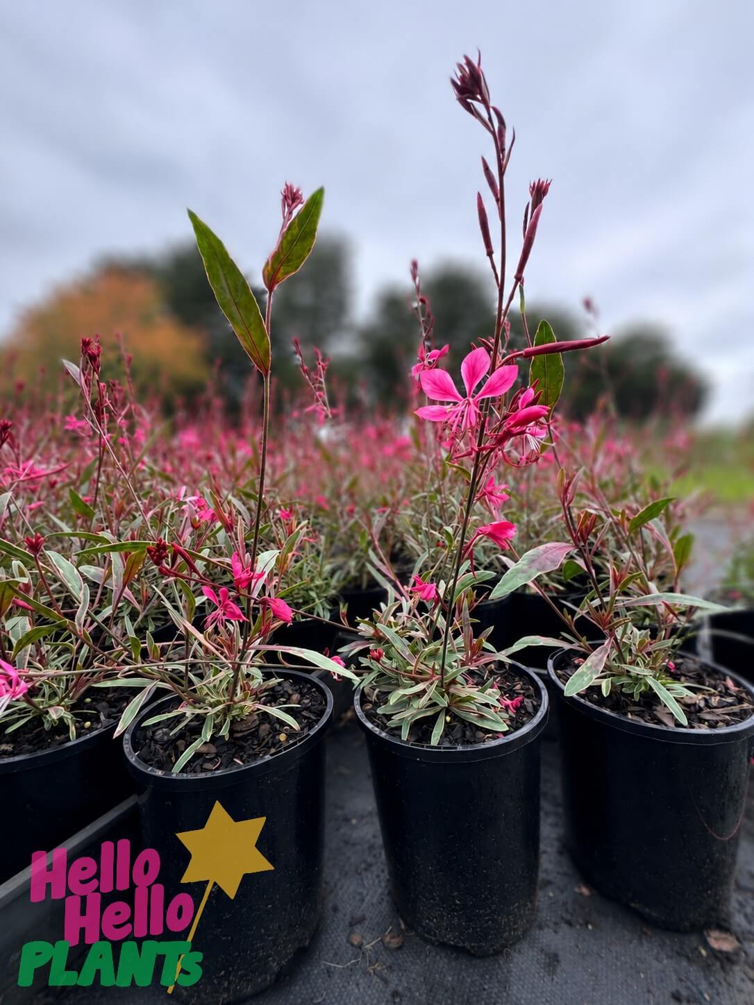 Multiple Gaura 'Variegated Pink' 15cm pot plants are arranged in rows outdoors under a cloudy sky, with the "Hello Hello Plants" logo visible in the lower left corner.