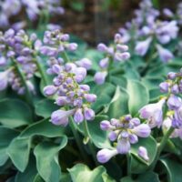 A group of purple flowers in a garden. Hosta grandiflora hybrid Blue Mouse Ears flowering mauve pink flowers