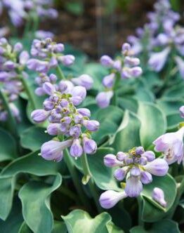 A group of purple flowers in a garden. Hosta grandiflora hybrid Blue Mouse Ears flowering mauve pink flowers