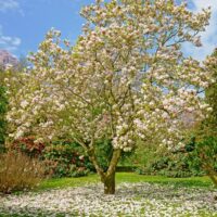 A Magnolia 'Strybing White' 13" pot in bloom in a garden.