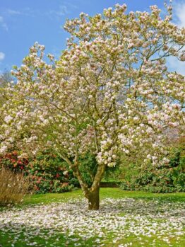 A Magnolia 'Strybing White' 13" pot in bloom in a garden.