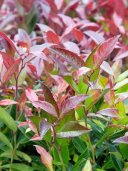 A close up of a Leucothoe 'Little Flames®' 8" Pot plant with red and green leaves.