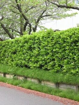 Viburnum 'Dense Fence™'