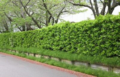 Viburnum 'Dense Fence™' 10" Pot (Bulk Buy of 10)