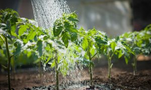 Watering Plant