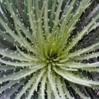 Spider Aloe spinosissima foliage close up bright green
