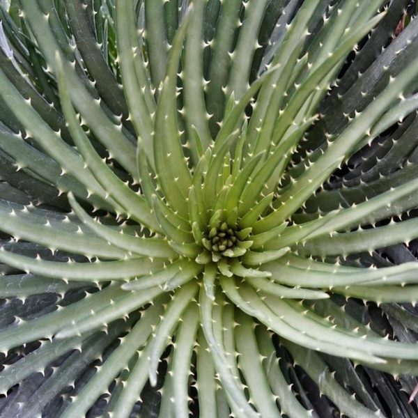Spider Aloe spinosissima foliage close up bright green