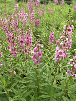 A field of pink Angelonia angustifoliaArchangel™ pink cottage flowering blooming in garden