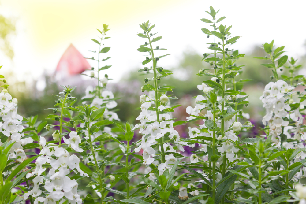 Angelonia angustifolia Archangel™ 'White' cottage style white blooms growing in a a garden