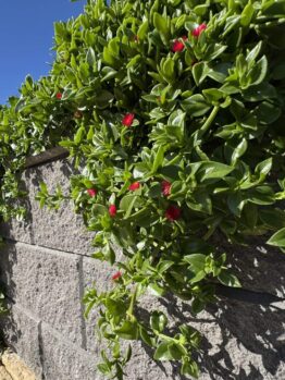 Aptenia 'Baby Sunrose' in a 15cm pot features green trailing vines and vibrant red flowers, making it ideal for brightening up patios or sunny garden spots.