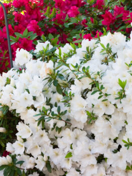 azalea satsuki hybrid gumpo petunia white flowering masses of white blooms in a garden bed as a low border