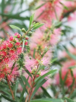 Pink bottlebrush flowers and green leaves mingle on a bush, with blooms in focus and others softly blurred—a delicate scene reminiscent of the textures found in Pimelea 'Round Leaf Rice Flower' foliage.