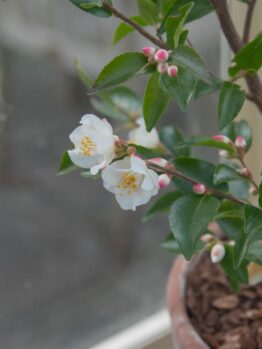 A white Camellia 'Transnokoensis' 6" Pot on a window sill.