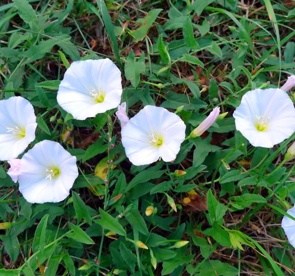 white convolvulus sabatius groundcover creeper with evergreen green foliage and white open flowers growing in a garden along the ground