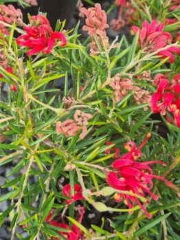 australian native grevillea bright red orange flame spider like flowers, Legacy Flame grevillea bush