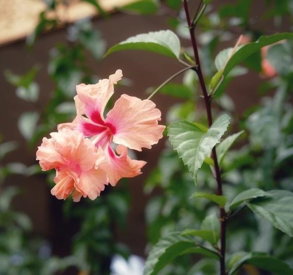 El Capitolio Hibiscus rosa sinensis fluffy double flowered hibiscus blooms with apricot flowers and pink centres growing on a bush