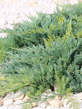 Juniperus squamata prostrata syn. pingii - green grouncover conifer crawling along white rocks