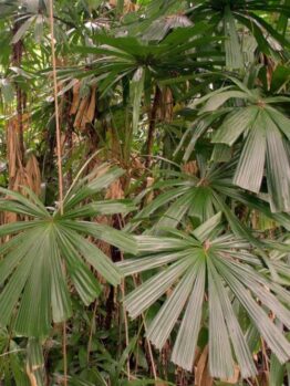 Licuala ramsayi Australian native fan palm growing in tropical rainforest australia
