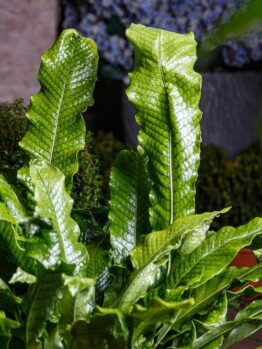 lushious green foliage fern growing upright in a garden. Microsorum Crocodyllus Crocodile Fern. Snakeskin foliage lime green