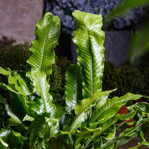 lushious green foliage fern growing upright in a garden. Microsorum Crocodyllus Crocodile Fern. Snakeskin foliage lime green
