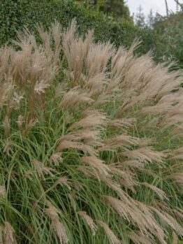miscanthus sinensis ornamental grass with long green stems and creamy white flower heads with tips of purple Japanese or chinese silver grass