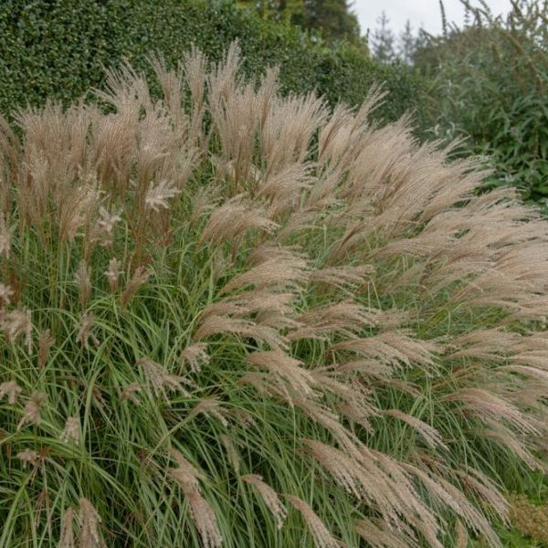 miscanthus sinensis ornamental grass with long green stems and creamy white flower heads with tips of purple Japanese or chinese silver grass