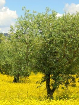 Olive trees in a field of yellow flowers. Olae europaea Del Morocco Olive