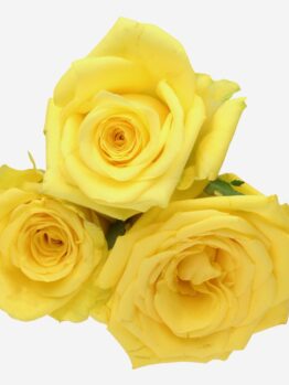 Three Rose 'Scentifall® Lemon Frosting' roses on a white background.