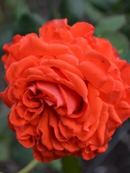rosa floribunda Angelique orange rose