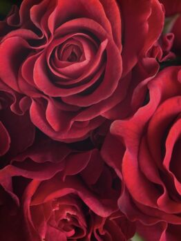 A group of Rose 'Showpiece™' Berry Bush Form.